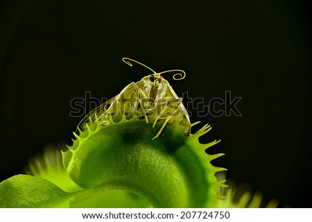 Closeup of a moth as prisoner in a Venus flytrap, Dionaea muscipula. The moth was too big for the trap, but was unable to escape and became food. Extreme details are due to stacked images. Isolated.
