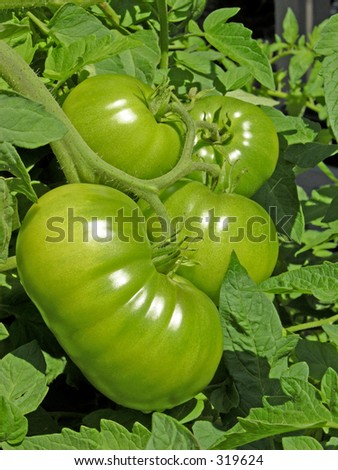 These are big green beefsteak tomatoes