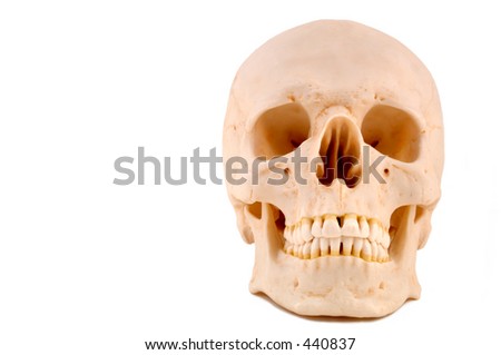 Medical Skull