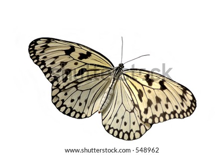 Research papers on taxonpmy of butterflies