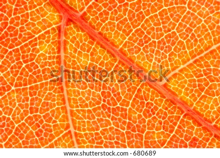 A fresh Red Maple (Acer rubrum) leaf in autumn.  Fall pigments: red, orange = anthocyanin; green = chlorophyll; yellow = carotenoid; brown spots = tannin. 12MP camera.