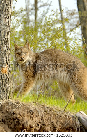 Lynx canadensis standing, with prominent ear tufts. 12MP camera, taken at a game farm.