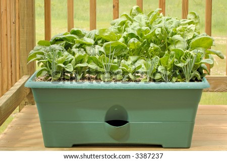 Container garden on a wood deck with shallots, lettuce, and spinach. 12MP camera.