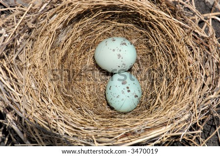 Abandoned bird nest with tiny (1 centimeter) blue eggs. 12MP camera.