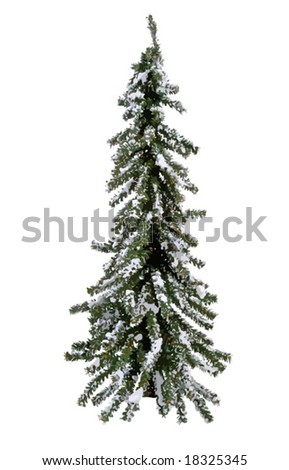 Evergreen Landscaping Trees