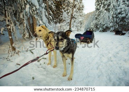 Dog-sledding in Canada