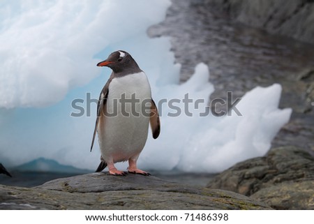 A penguin in front a piece of iceberg ice