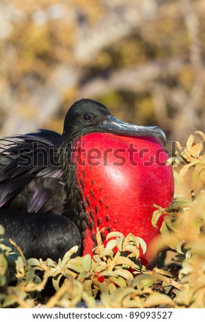 A male frigate bird with his chest out