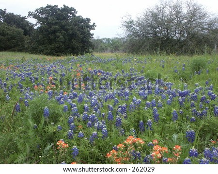 stock photo : Bluebonnet field bluebonnet clip art. stock photo : Bluebonnet field
