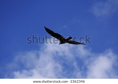Flying Eagle Silhouette on A Blue Sky