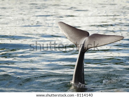 Dolphin Tail Stock Photo 8114140 : Shutterstock