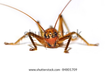 animal insect cricket