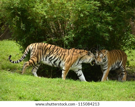 Two tigers in their natural environment
