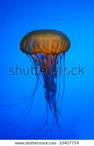 Jelly fish in the ocean
