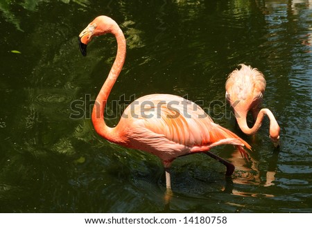 Two large Caribbean flamingo birds wading in water