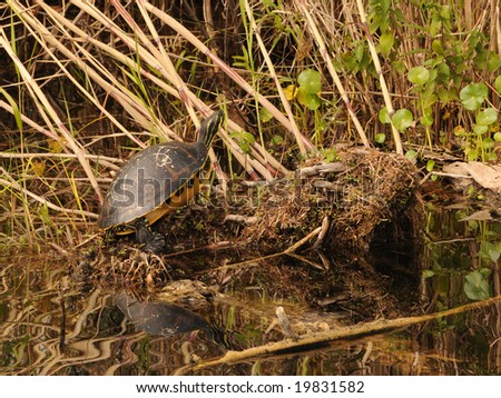 Turtle resting in the Florida Everglades