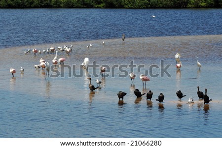 Tropical birds hunting for food in the Florida Everglades