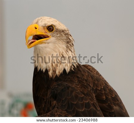 CLoseup portrait of bald headed eagle