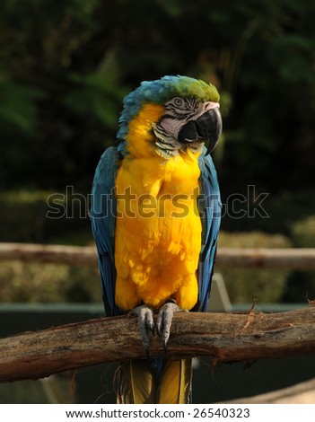 Brightly colored parrot from the Amazon in captivity