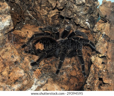 Big Tarantula Spider