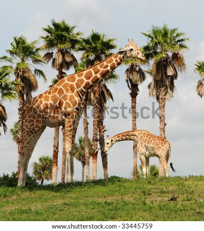 stock photo : Mother and baby giraffe in the wild (Giraffa camelopardalis)