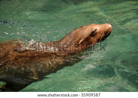Sea lion swimming in natural environment