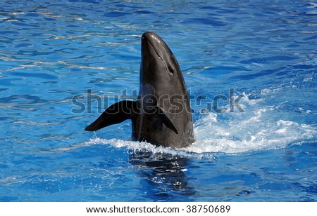 Black Dolphin Pictures