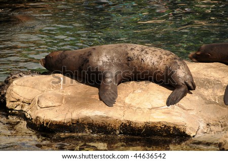 Sea lion in its natural environment in the Pacific