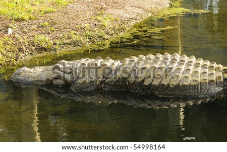 wild alligators