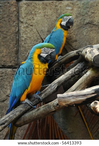 Two brightly colored parrots in the Amazon