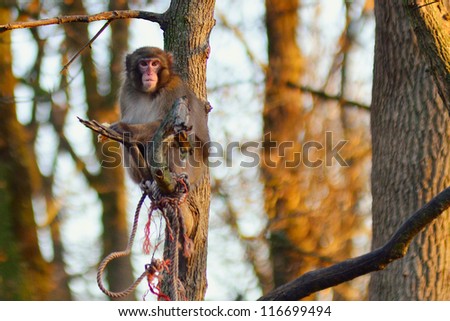Monkey in Tree