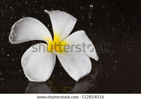 Frangipany, Asian flower in the rain