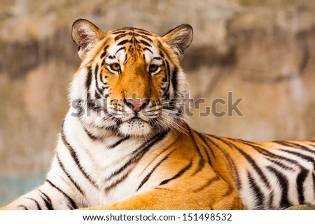 Big Tiger sitting on the rock