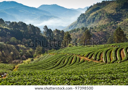 high hill farming growing by hill tribes, Northern of Thailand
