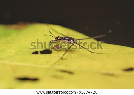 water strider eating insect