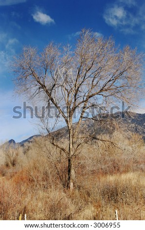 A lonely tree sits out in a field.