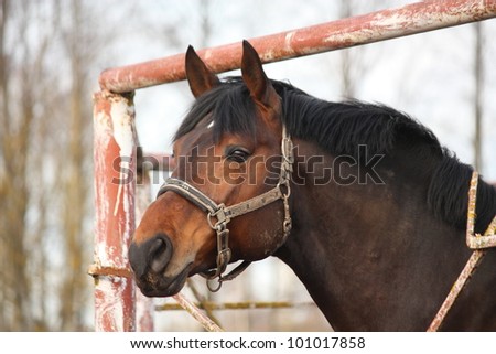 Brown horse behind the metal broken fence