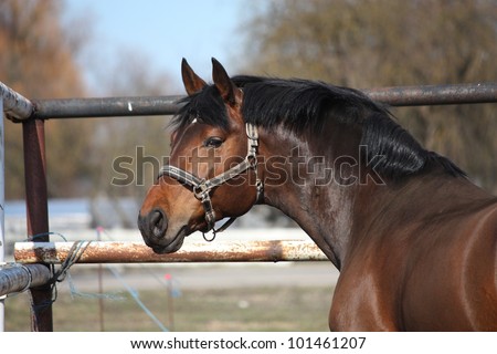 Bay horse portrait in spring in the paddock