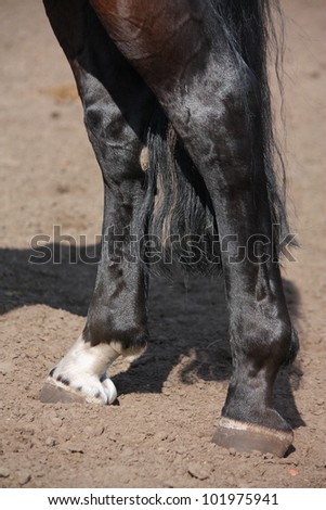 Horse hoof close up