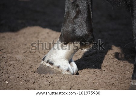 Horse hoof close up
