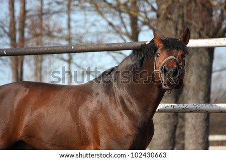 Bay horse shaking head in spring