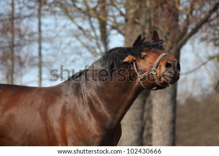 Bay horse shaking head in spring