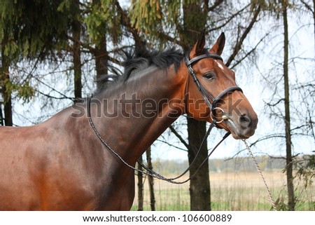 Bay latvian breed horse with bridle portrait