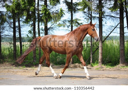 Chestnut horse trotting on the road leading to farm