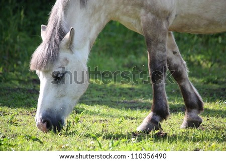 Cute white shetland pony eating grass in summer