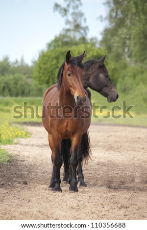 behind a horse