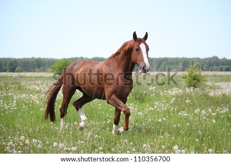 Beautiful free chestnut horse trotting at the field with flowers