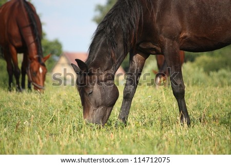 Black horse eating grass at the grazing in summer
