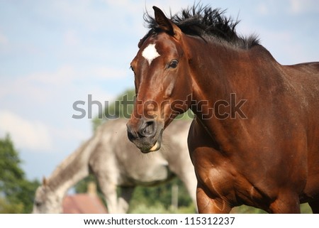 Beautiful brown horse portrait in summer at the pasture