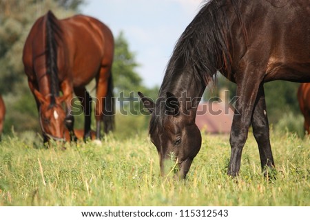 Young black latvian breed horse eating grass at the grazing